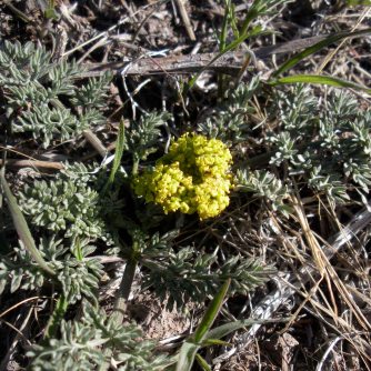 Lomatium austiniae. I identified the plant, took a photo, and, you know, I think I SAW it too!