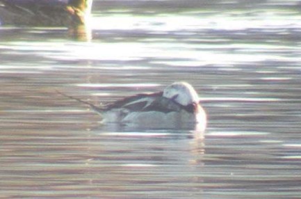 long-tailed duck small