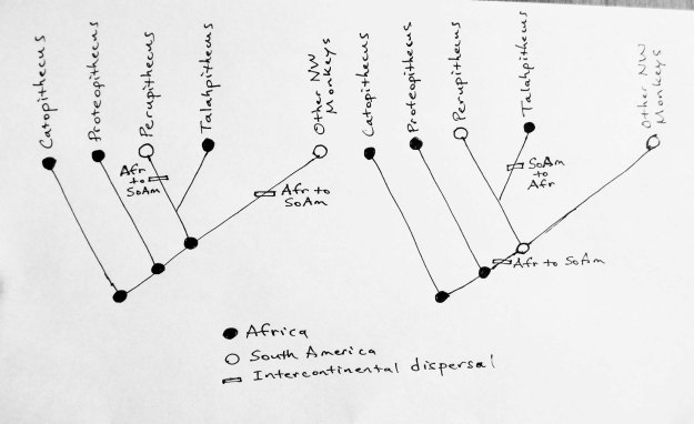 Two scenarios for the dispersal of monkeys to/from the New World. Left: two Africa to South America colonizations. Right: Africa to South America colonization followed by "back-dispersal" to Africa. The evolutionary tree is from the Bond et al. paper.