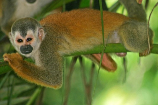 Central American squirrel monkey (Saimiri oerstedii). Photo by Manuel Antonio from Wikimedia Commons.